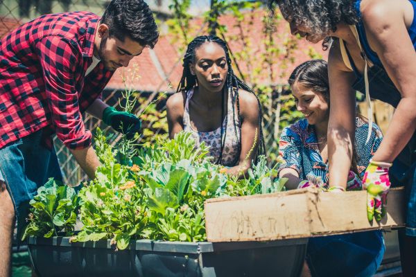 Jardinagem Urbana para Iniciantes: Primeiros Passos